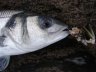 P5200063 - 